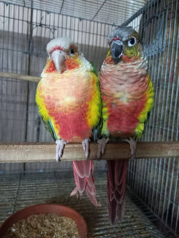 High red conure pair parrots /birds 1