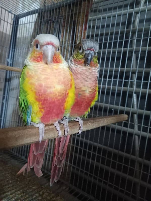 High red conure pair parrots /birds 2