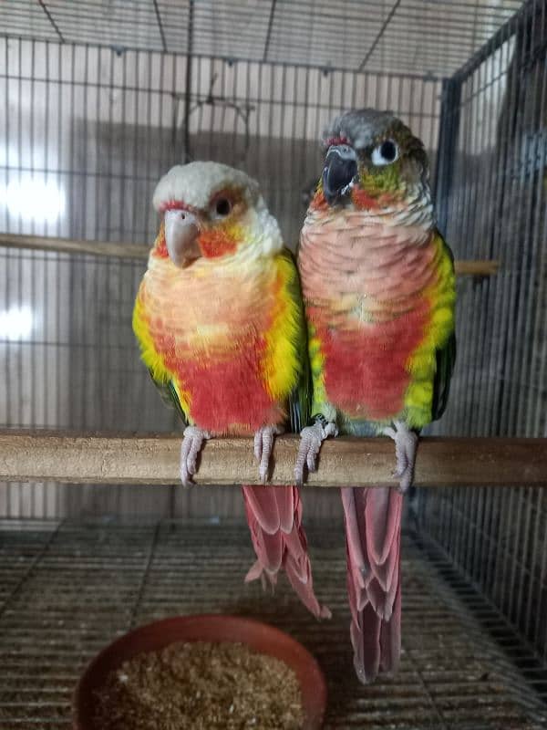 High red conure pair parrots /birds 3