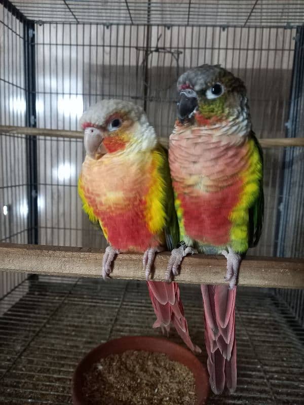 High red conure pair parrots /birds 4