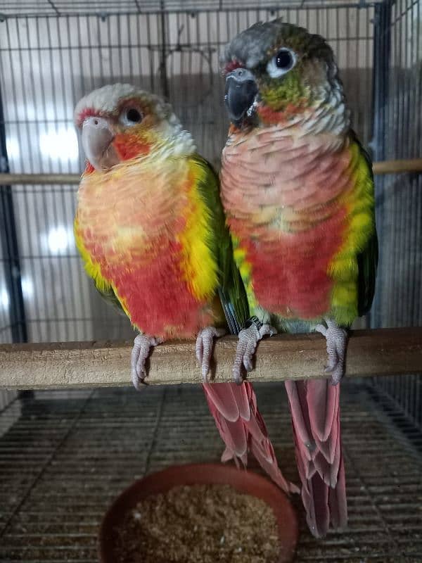 High red conure pair parrots /birds 5