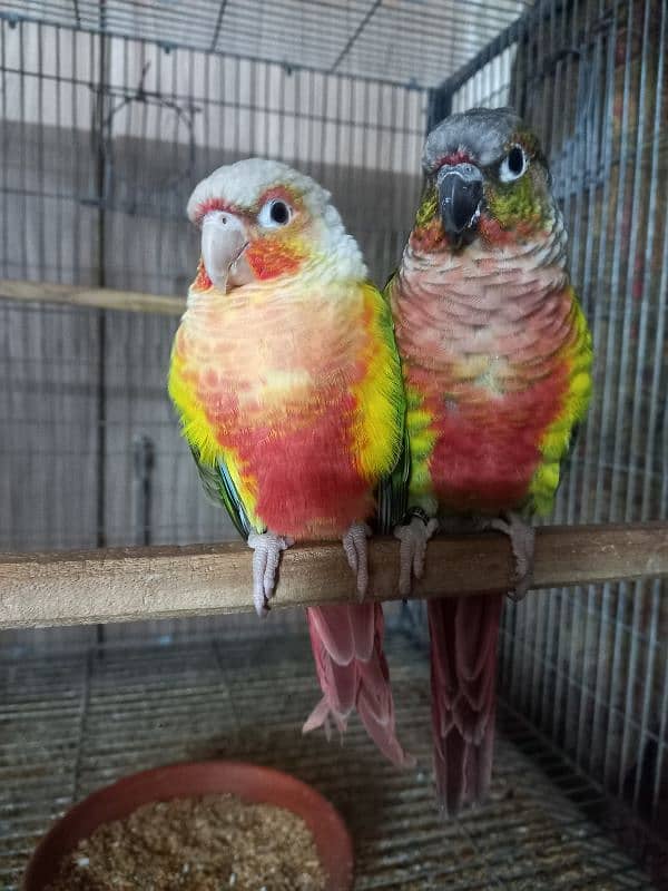 High red conure pair parrots /birds 6