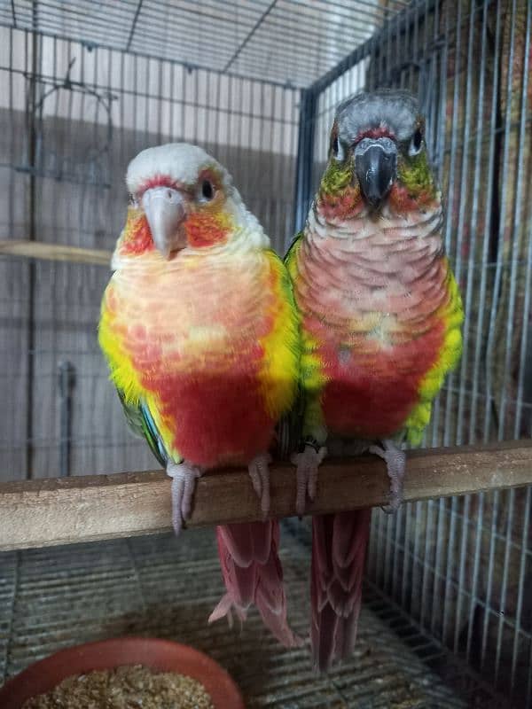 High red conure pair parrots /birds 7