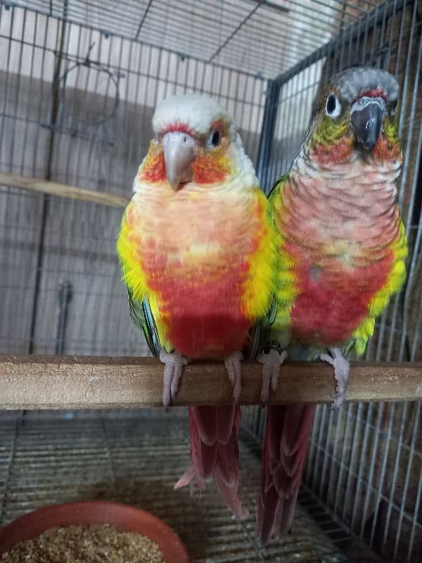 High red conure pair parrots /birds 8