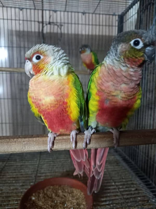 High red conure pair parrots /birds 9