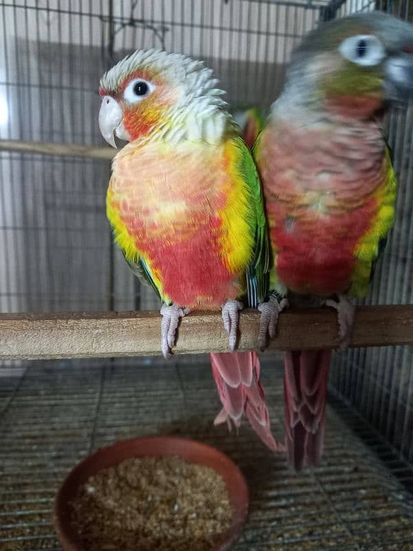 High red conure pair parrots /birds 10