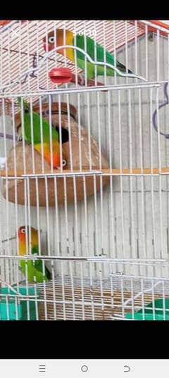 Birds With Cage for sale