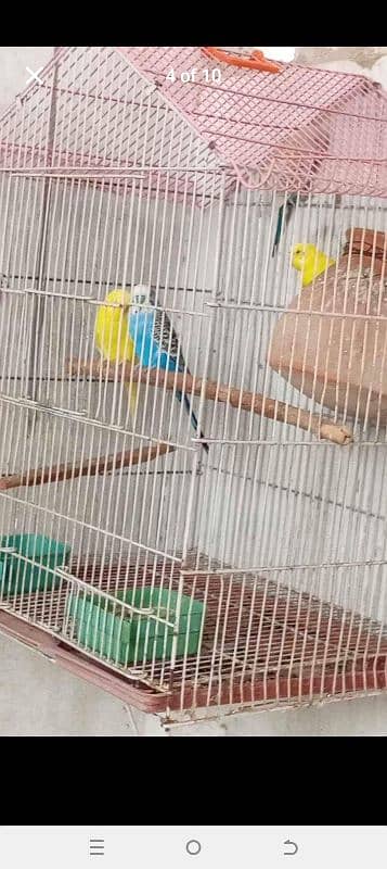 Birds With Cage for sale 1