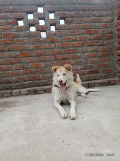 dog Siberian husky