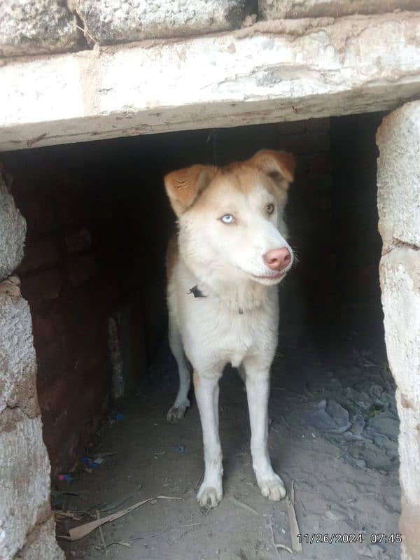 dog Siberian husky 1