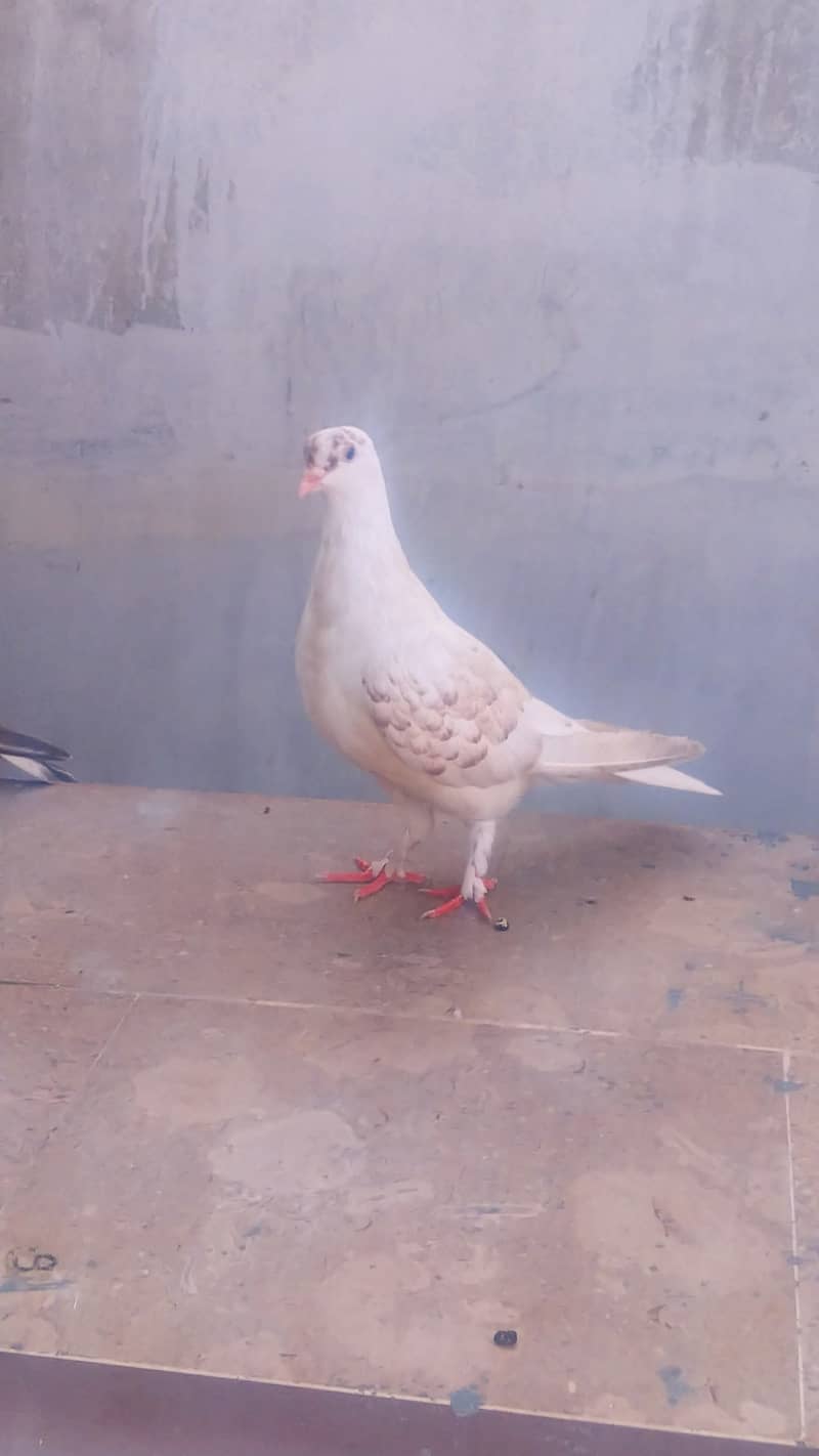 Gola kabutar , High flyer pigeon kabli kabootar 0