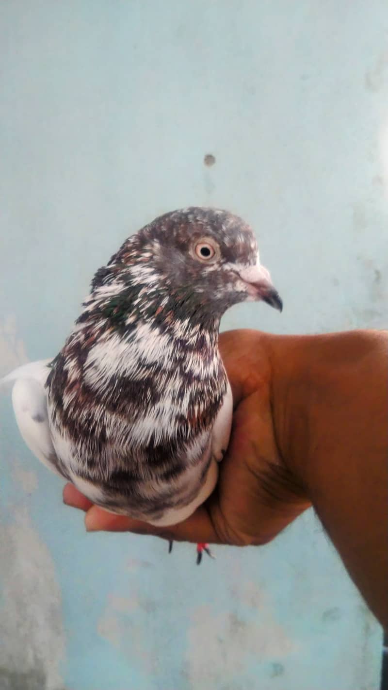 Gola kabutar , High flyer pigeon kabli kabootar 12