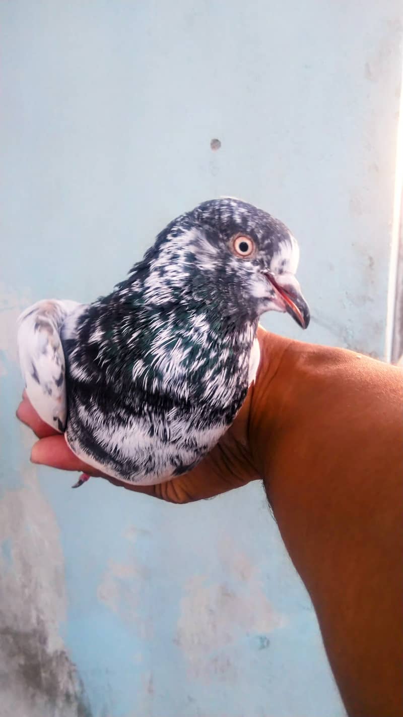 Gola kabutar , High flyer pigeon kabli kabootar 15