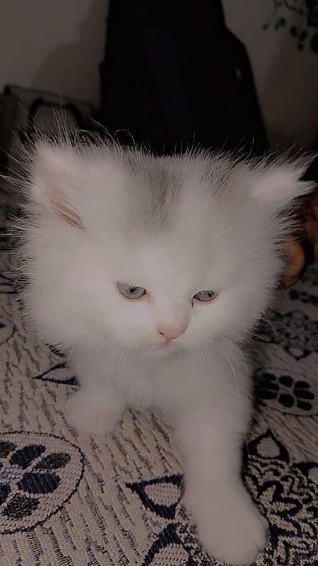 3 Beautiful Persian cat Kittens for sale Each price 7000 0