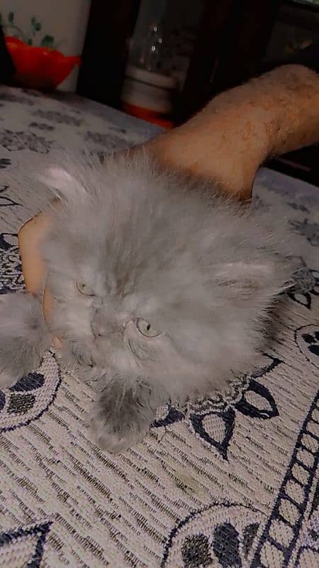 3 Beautiful Persian cat Kittens for sale Each price 7000 1