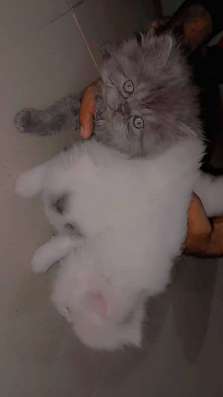 3 Beautiful Persian cat Kittens for sale Each price 7000 2