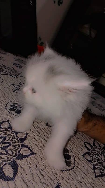 3 Beautiful Persian cat Kittens for sale Each price 7000 4