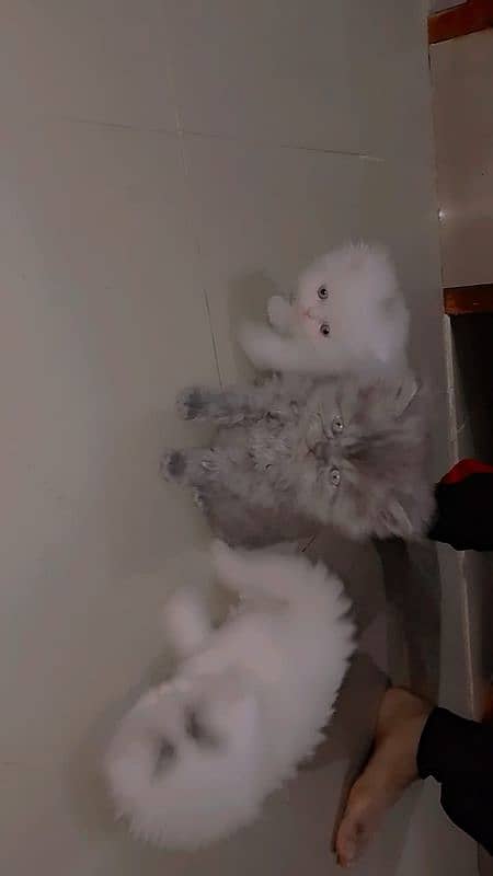 3 Beautiful Persian cat Kittens for sale Each price 7000 5