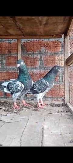 Royal Taddy pair for sale