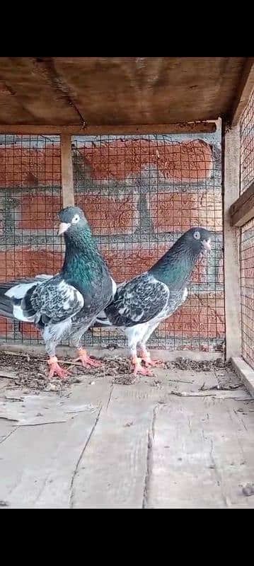 Royal Taddy pair for sale 0