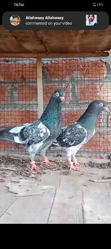 Royal Taddy pair for sale 1