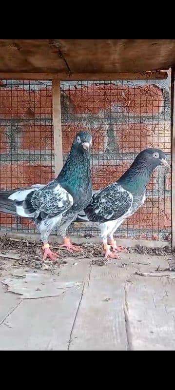 Royal Taddy pair for sale 2