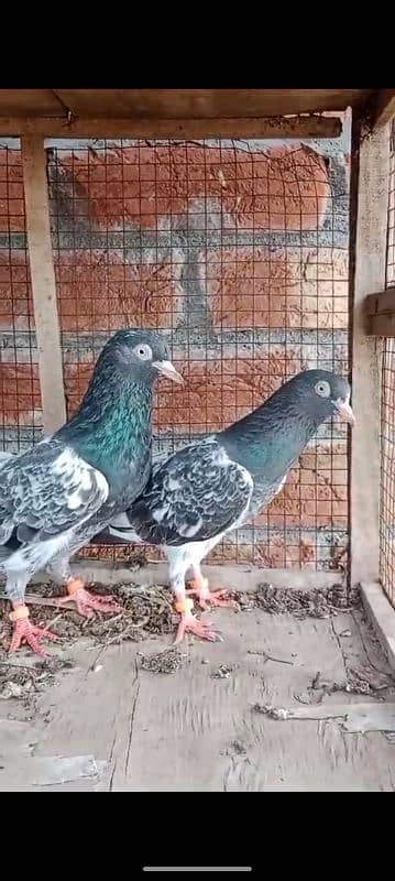 Royal Taddy pair for sale 3