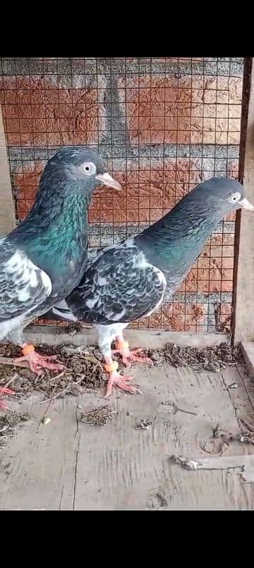 Royal Taddy pair for sale 4