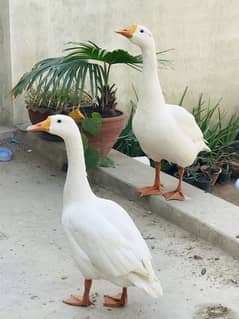 duck pair is very energetic and friendly beautiful long neck ducks