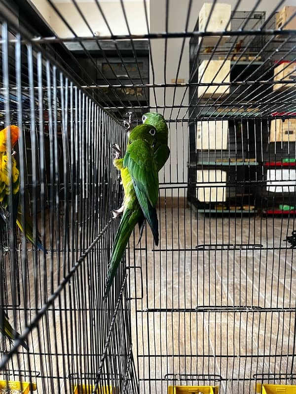 Mini Macaw / minimaccaw / Parrots 2