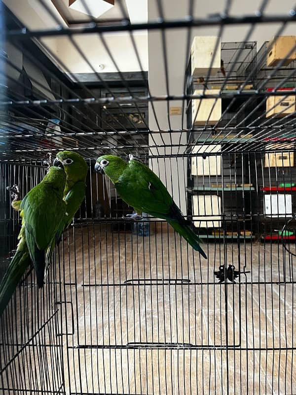 Mini Macaw / minimaccaw / Parrots 5