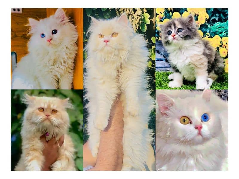 Persian hamalian british punch face piki face cat's and kitten's 0