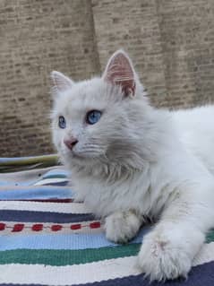 Persian Male Adult Cat