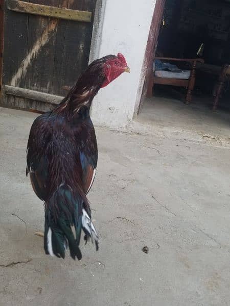 aseel laka hen for sale 1