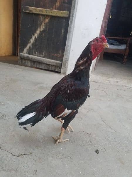 aseel laka hen for sale 0