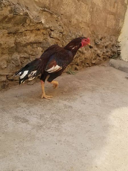 aseel laka hen for sale 3