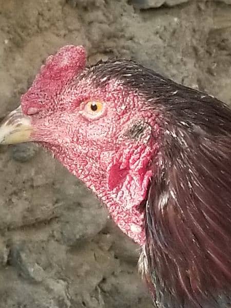 aseel laka hen for sale 4