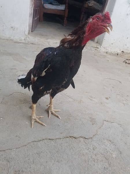 aseel laka hen for sale 6