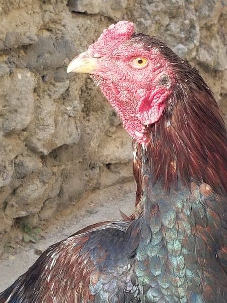 aseel laka hen for sale 7