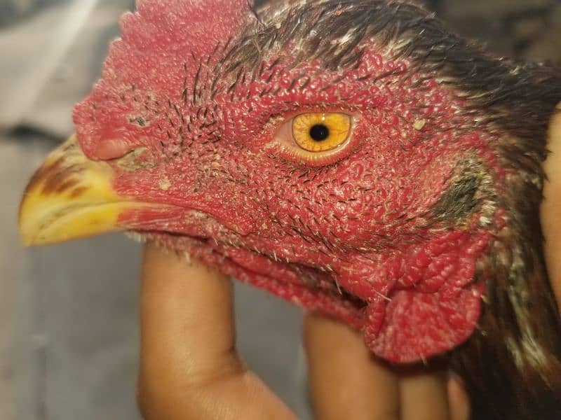 aseel laka hen for sale 8