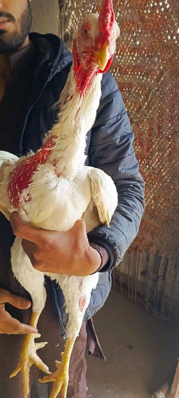 Afghani quadari trio set for sale egg laying paper white  03269222444 2