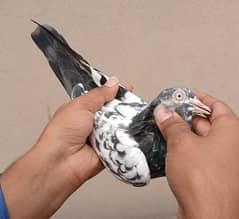 pigeon