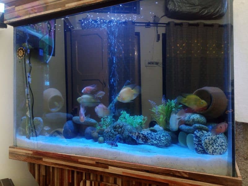 aquarium sell 4