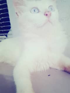 Persian doll face/  fluffy hair male cat / tripple coated/ for sale