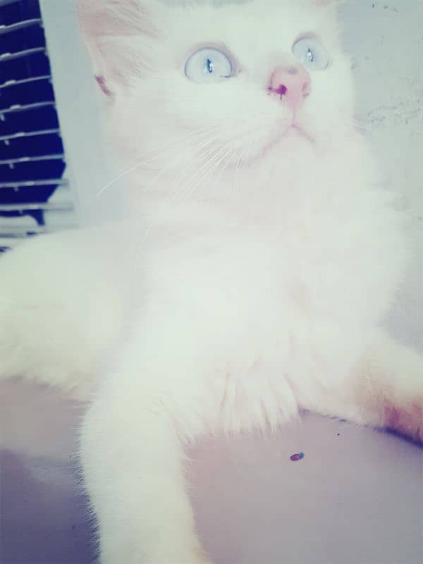 Persian doll face/  fluffy hair male cat / tripple coated/ for sale 0