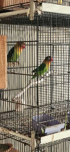 lovebird