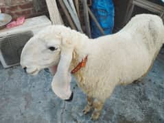 kajli nishan beautiful sheep 6 dant