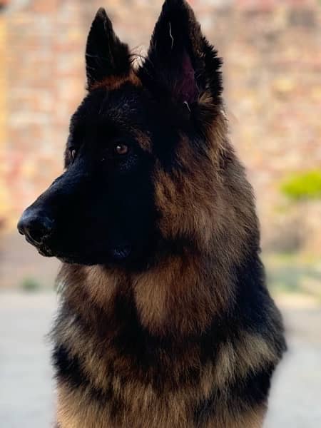 black and tan german shepherd big size triple coated. black mask 1