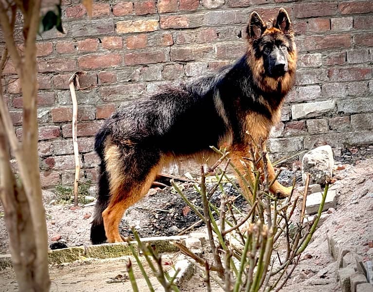 black and tan german shepherd big size triple coated. black mask 3