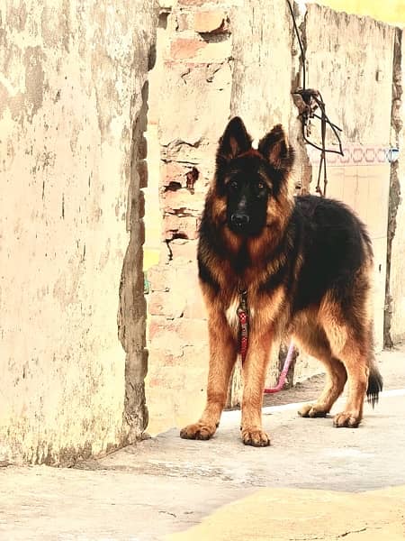 black and tan german shepherd big size triple coated. black mask 4